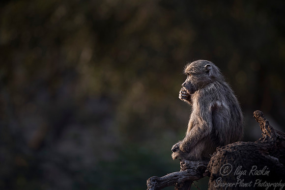 069 Chacma Baboon (Papio ursinus) - KNP South Africa