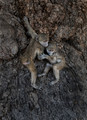 080 Chacma Baboons (Papio ursinus) - KNP South Africa