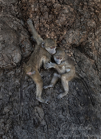 080 Chacma Baboons (Papio ursinus) - KNP South Africa