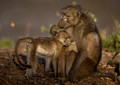 065 Chacma Baboons (Papio ursinus) - KNP South Africa