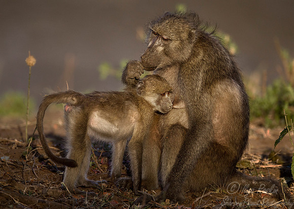 065 Chacma Baboons (Papio ursinus) - KNP South Africa