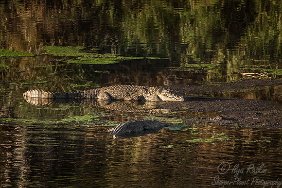 081 Nile Crocodile (Crocodylus niloticus) - KNP South Africa