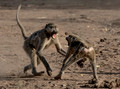078 Chacma Baboons (Papio ursinus) - KNP South Africa