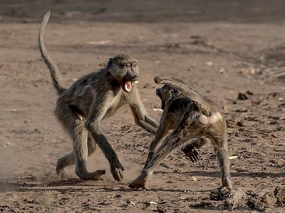 078 Chacma Baboons (Papio ursinus) - KNP South Africa