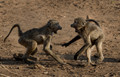 077 Chacma Baboons (Papio ursinus) - KNP South Africa