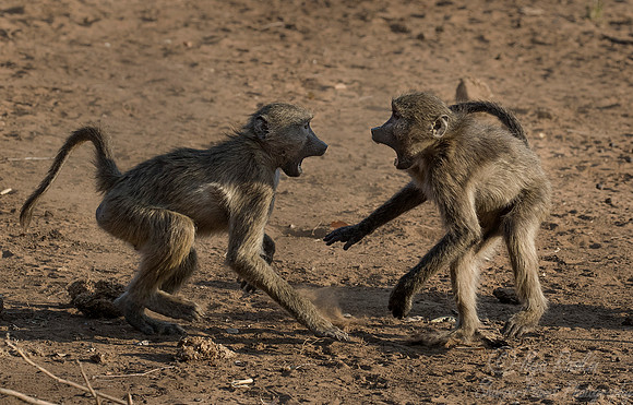077 Chacma Baboons (Papio ursinus) - KNP South Africa