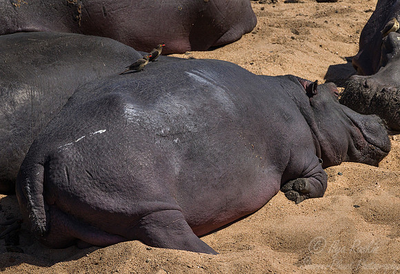 178 Hippopotamus (Hippopotamus amphibius) - KNP South Africa