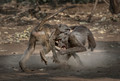 075 Chacma Baboons (Papio ursinus) - KNP South Africa