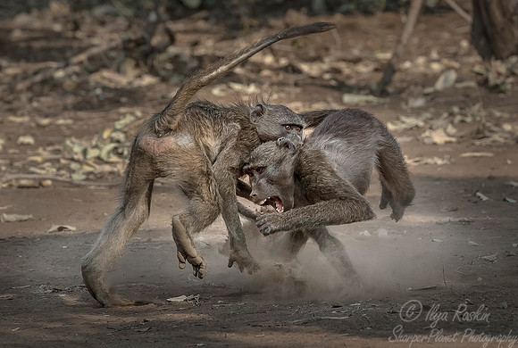 075 Chacma Baboons (Papio ursinus) - KNP South Africa