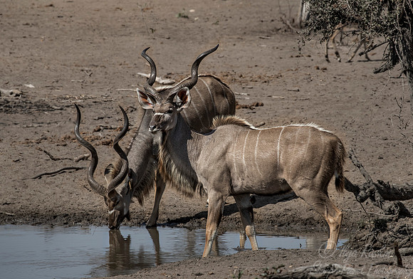 202 Greater Kudus (Tragelaphus strepsiceros) - KNP South Africa