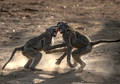 072 Chacma Baboons (Papio ursinus) - KNP South Africa