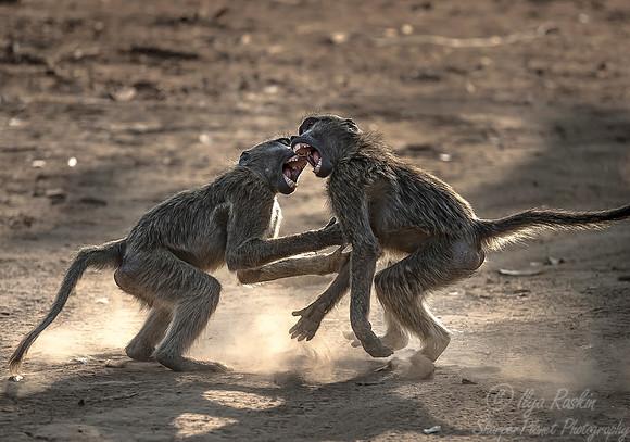 072 Chacma Baboons (Papio ursinus) - KNP South Africa