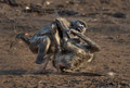 076 Chacma Baboons (Papio ursinus) - KNP South Africa