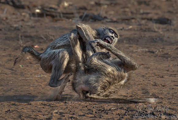 076 Chacma Baboons (Papio ursinus) - KNP South Africa
