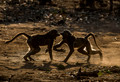 073 Chacma Baboons (Papio ursinus) - KNP South Africa