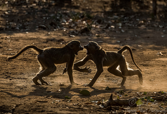 073 Chacma Baboons (Papio ursinus) - KNP South Africa