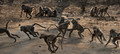 070 Chacma Baboons (Papio ursinus) - KNP South Africa