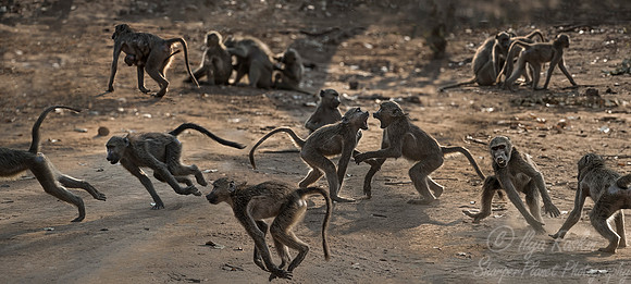 070 Chacma Baboons (Papio ursinus) - KNP South Africa