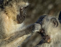 063 Vervet Monkeys (Chlorocebus pygerythrus) - KNP South Africa