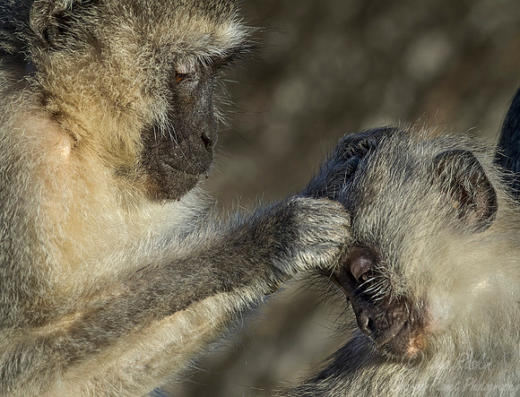 063 Vervet Monkeys (Chlorocebus pygerythrus) - KNP South Africa