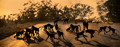 067 Chacma Baboons (Papio ursinus) - KNP South Africa
