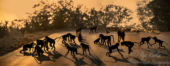 067 Chacma Baboons (Papio ursinus) - KNP South Africa