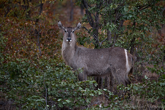 213 Waterbuck (Kobus ellipsiprymnus) - KNP South Africa