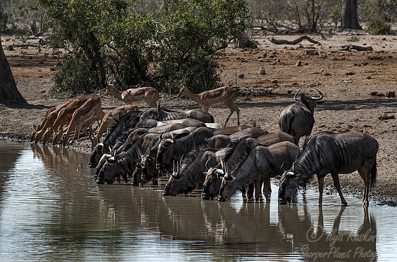 198 Blue Wildebeests (Connochaetes taurinus) and Impalas - KNP South Africa