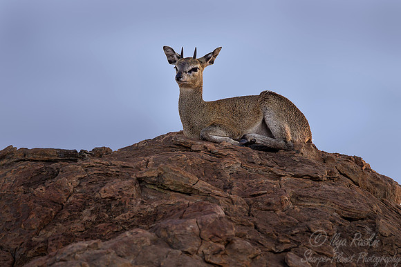184 Klipspringer (Oreotragus oreotragus) - KNP South Africa