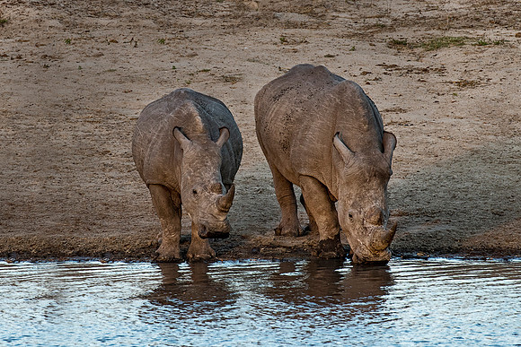077 White Rhinoceroses (Ceratotherium simum) - KNP South Africa