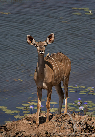 203 Greater Kudu (Tragelaphus strepsiceros) - KNP South Africa