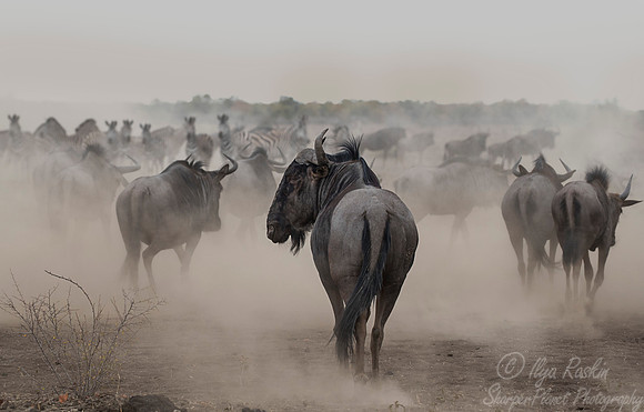 196 Blue Wildebeests (Connochaetes taurinus) - KNP South Africa