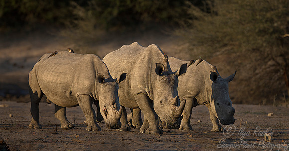 072 White Rhinoceroses (Ceratotherium simum) - KNP South Africa