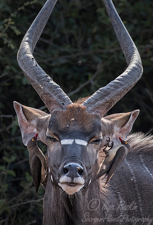 216 Nyala male (Tragelaphus angasii) - KNP South Africa