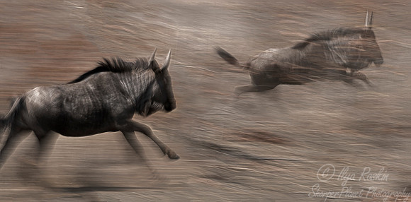 194 Blue Wildebeests (Connochaetes taurinus) - KNP South Africa