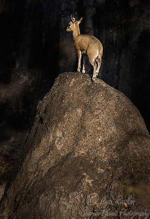 183 Klipspringer (Oreotragus oreotragus) - KNP South Africa