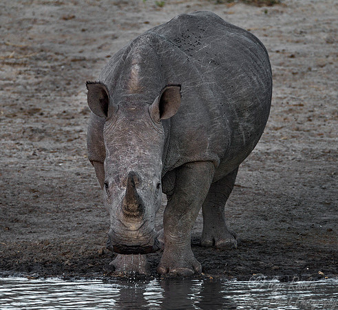 076 White Rhinoceros (Ceratotherium simum) - KNP South Africa