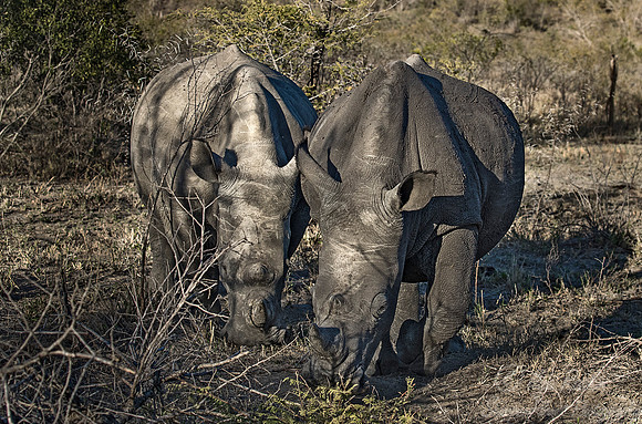 082 White Rhinoceroses (Ceratotherium simum) - KNP South Africa