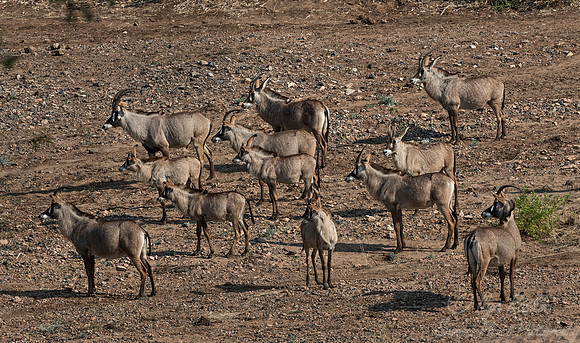 189 Roan Antelopes (Hippotragus equinus) - KNP South Africa