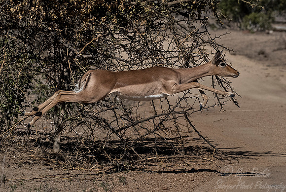 212 Impalas (Aepyceros melampus) - KNP South Africa