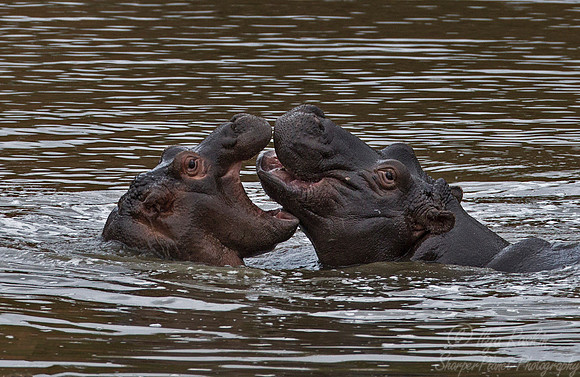 181 Hippopotamus (Hippopotamus amphibius) - KNP South Africa