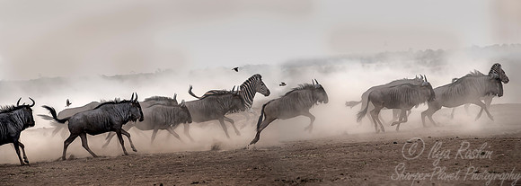 197 Blue Wildebeests (Connochaetes taurinus) - KNP South Africa