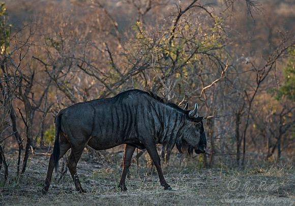 199 Blue Wildebeest (Connochaetes taurinus) - KNP South Africa