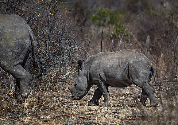 080 White Rhinoceroses (Ceratotherium simum) - KNP South Africa