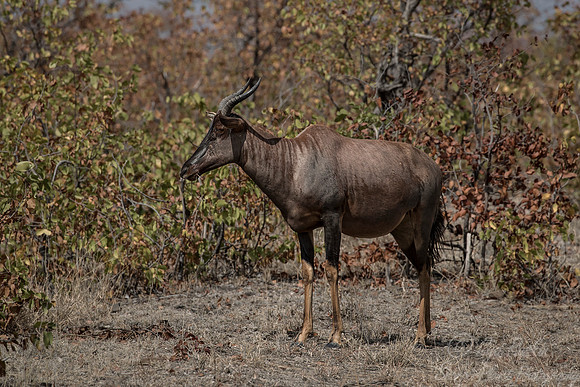 220 Tsessebe (Damaliscus lunatus lunatus) - KNP South Africa