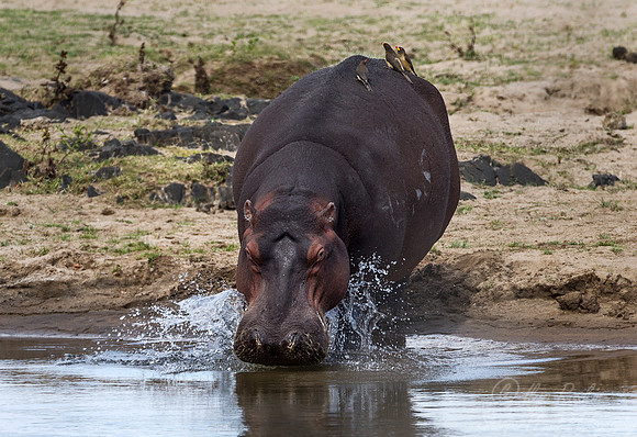 180 Hippopotamus (Hippopotamus amphibius) - KNP South Africa