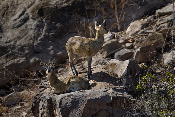 185 Klipspringers (Oreotragus oreotragus) - KNP South Africa