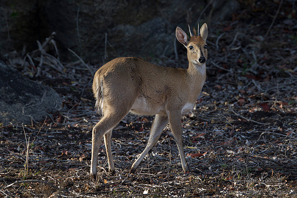 188 Common Duiker (Sylvicapra grimmia) - KNP South Africa