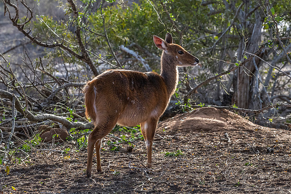 204 Bushbuck female (Tragelaphus sylvaticus) - KNP South Africa