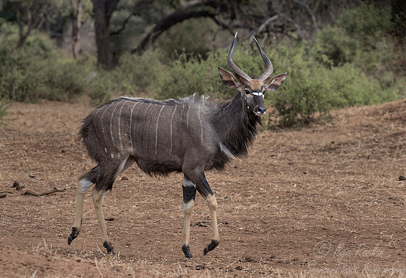 217 Nyala male (Tragelaphus angasii) - KNP South Africa